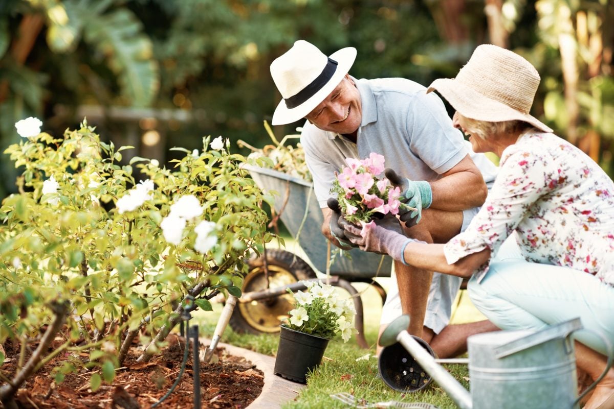 An older man and woman wearing hats and gloves are gardening together, planting flowers beside a flowerbed on a sunny day. A wheelbarrow and watering can are nearby.