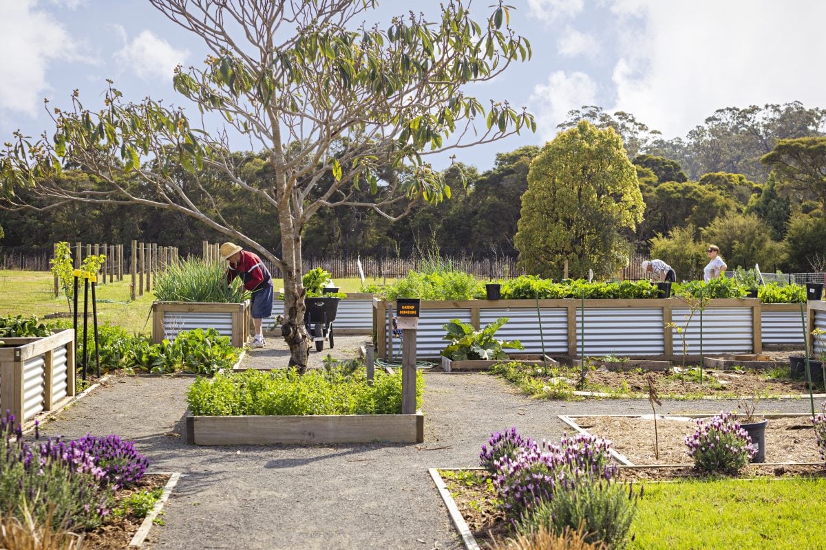 A community garden with raised beds full of vegetables and plants tells a story of shared values. Several people tend the thriving space, surrounded by trees under a partly cloudy sky, while purple flowers border the path in the foreground.