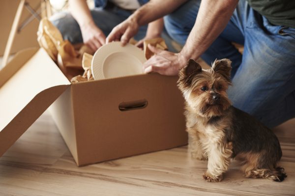 A small dog sits on a wooden floor next to a cardboard box as two people pack plates and other items inside, their arms and legs visible—capturing a cosy moment of downsizing in Hunter Valley.