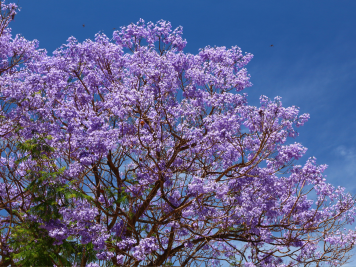 View Lincoln Lifestyle Northern Rivers