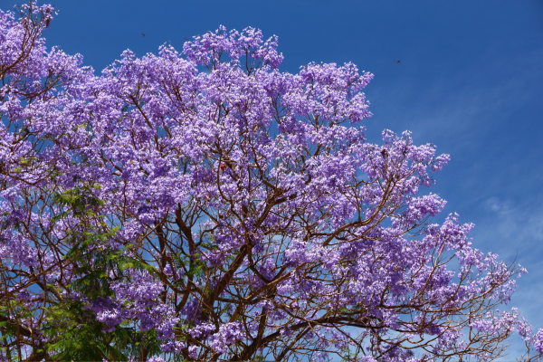 Lincoln Lifestyle Northern Rivers Image